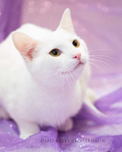 Neil (BABYKINS)