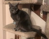 Piper the Russian Blue Mix