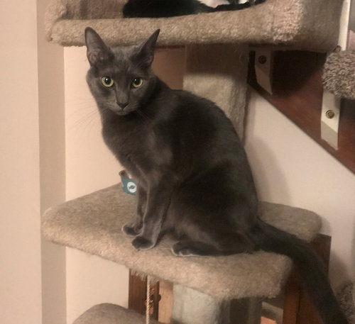 Piper the Russian Blue Mix