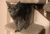 Piper the Russian Blue Mix