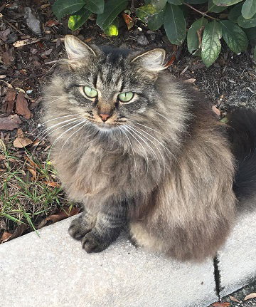 Luna