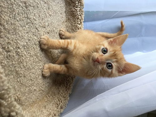 Nutmeg