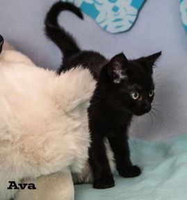 Ava