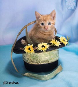 Simba