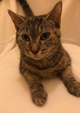 Miss Kitty