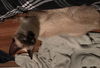 Sasha the Siamese Chocolate Point Beauty