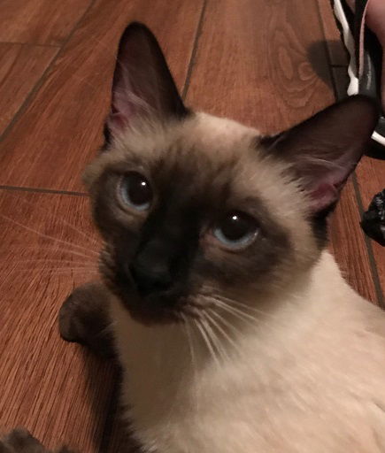 Sasha the Siamese Chocolate Point Beauty