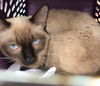 Sasha the Siamese Chocolate Point Beauty