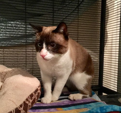Drake the Siamese/Snowshoe LoverBoy
