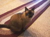Toby the Siamese Sealpoint Gent