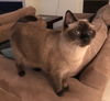 Toby the Siamese Sealpoint Gent