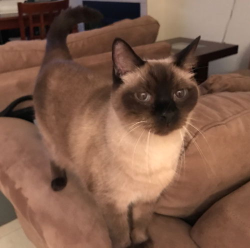 Toby the Siamese Sealpoint Gent