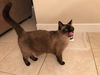 Toby the Siamese Sealpoint Gent