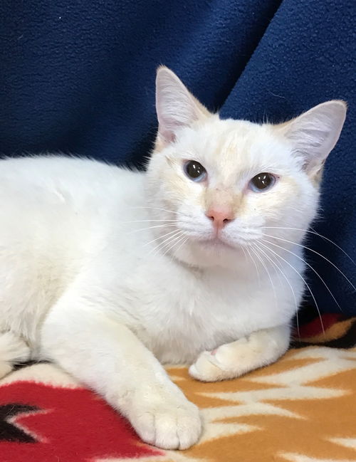 Flame the Loving Flamepoint Siamese