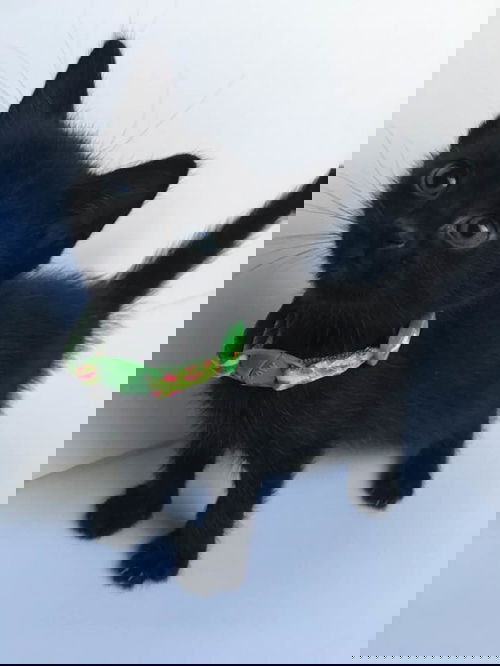 Hawk
