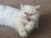 Mesha - The Marshmallow girl