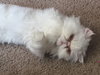 Mesha - The Marshmallow girl