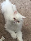 Mesha - The Marshmallow girl