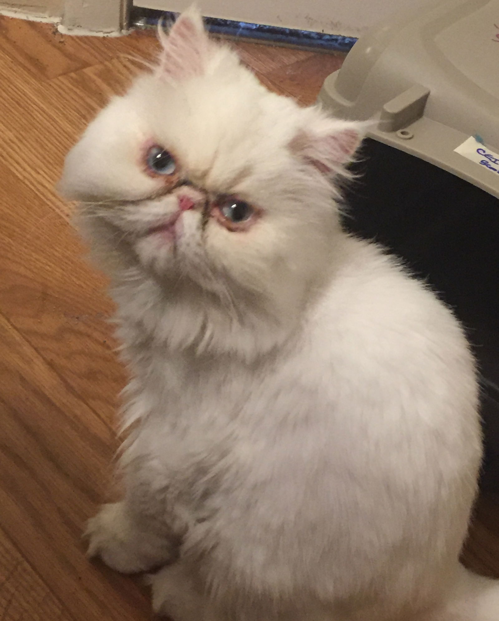 Marshmallow store cat breed