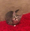 Twinkle Toes
