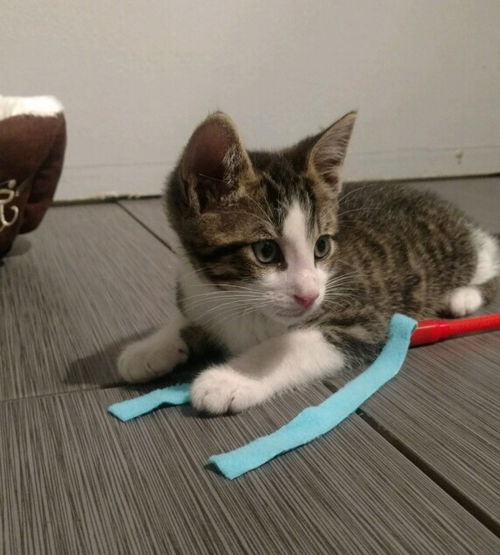 Leo