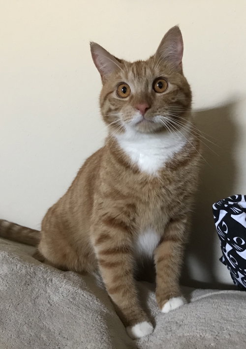 Milo
