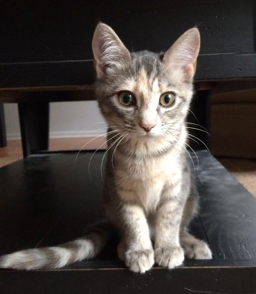 Pepper