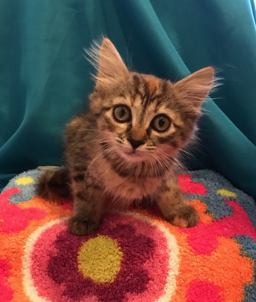 Basil