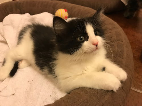 Oreo