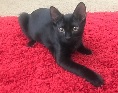 Sam