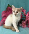 Marsha
