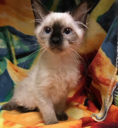 Foof the Chocolate Point Kitten