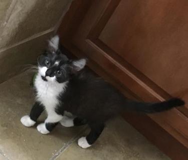 Oreo