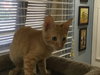 Billy the Handsome Orange Boy