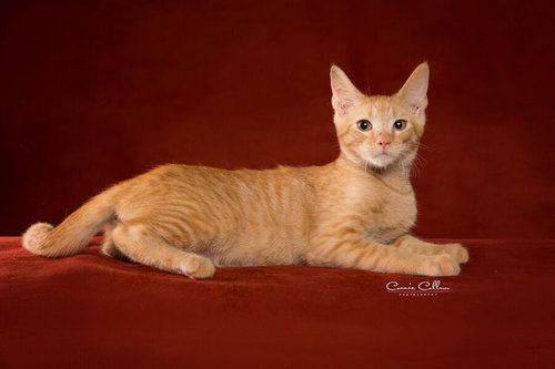 Billy the Handsome Orange Boy