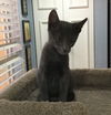 Slater the Russian Blue Mix