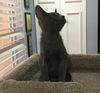 Slater the Russian Blue Mix