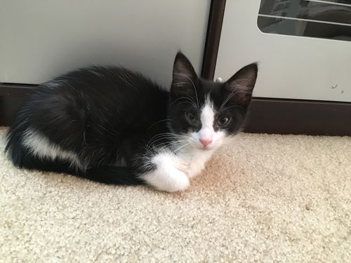 Henrietta