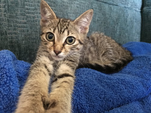 Sylvie