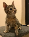 Penny