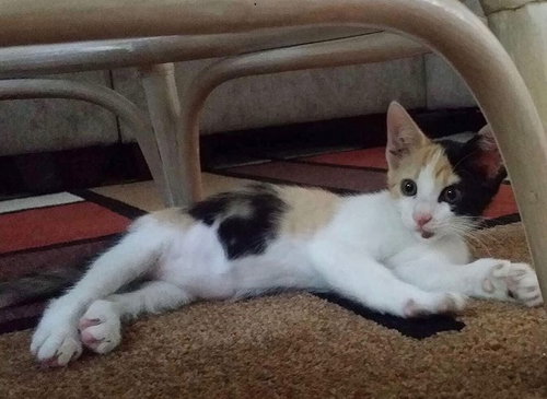 Luna the Calico Beauty
