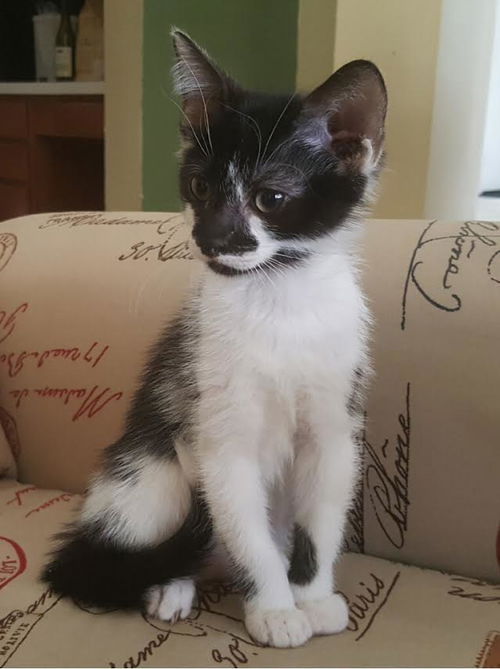 Domino