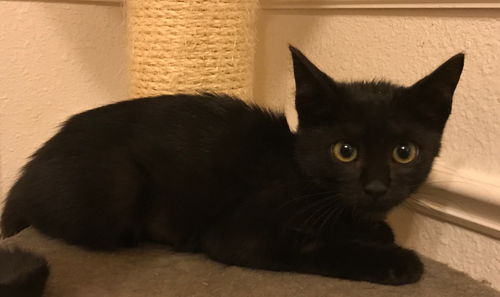 Onyx