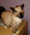 Lightening McQueen the Seal Point Siamese Mix