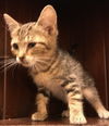 Percy