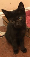 Polly