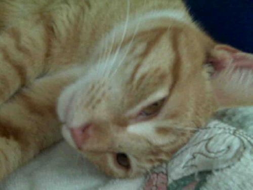 Sunkist