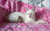 Boomer the Lynx Point Siamese