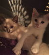 Beau the Siamese Kitten