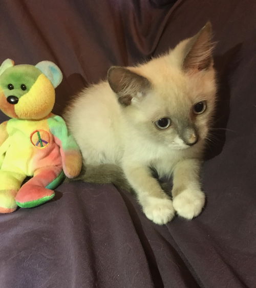 Beau the Siamese Kitten